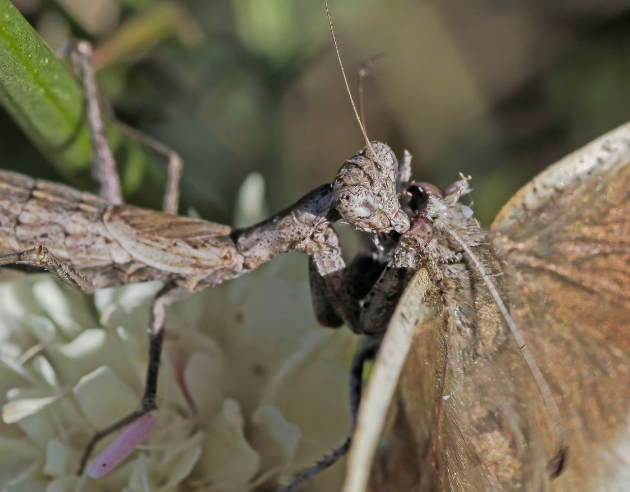 Ameles decolor preda Chazara briseis